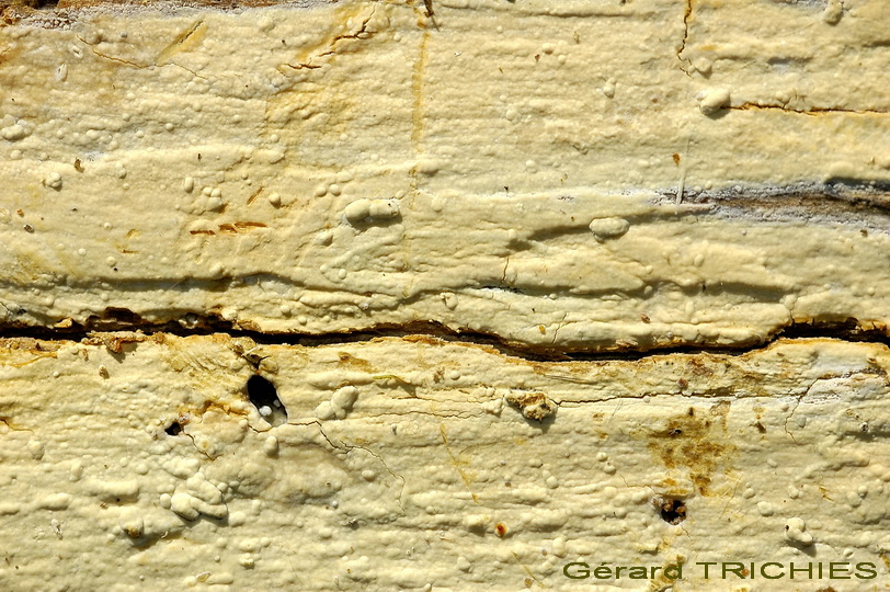Gloeocystidiellum clavuligerum